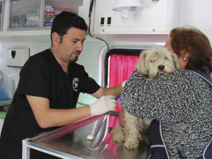 San Antonio celebrar&aacute; el D&iacute;a del Perro con jornada de tenencia responsable en Mall Arauco y adopci&oacute;n en Llolleo
