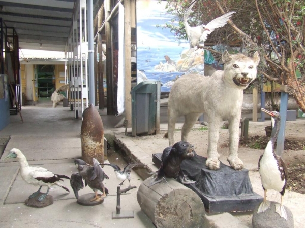 Nuevos Especimenes Ingresan a la Colecci&oacute;n del Museo de San Antonio