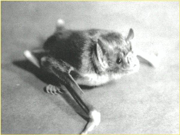 Municipio de San Antonio desarrollo protocolo por Murci&eacute;lago Infectado por Rabia.