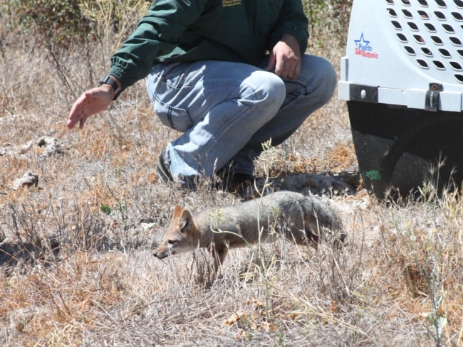 Aves Rapaces diurna y Nocturnas y un Carn&iacute;voro son regresados a la Naturaleza
