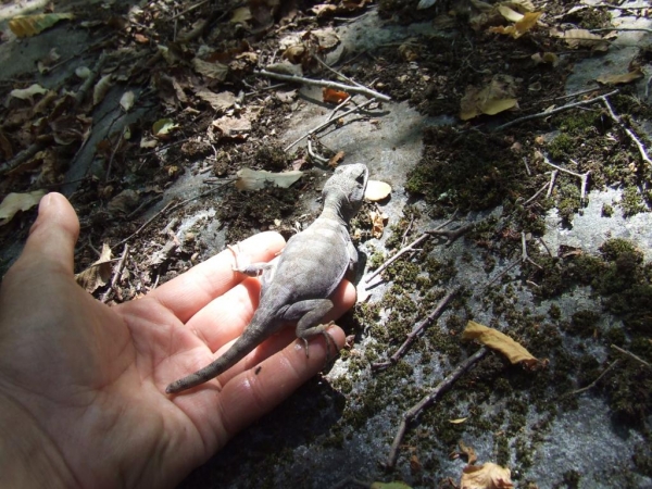 Liberado raro y escaso lagarto gru&ntilde;idor de Valeria y un Agula de cerros de Melipilla