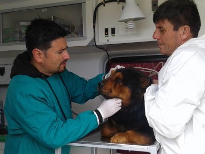 Subdere otorgar&aacute; m&aacute;s de $11 Millones a San Antonio para esterilizar regalones