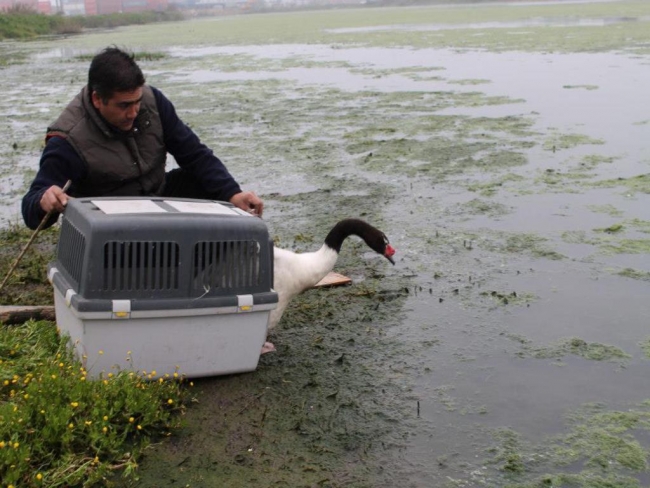 Liberaci&oacute;n de un ejemplar de Cisne de Cuello negro y un Zorro Chilla en San Antonio